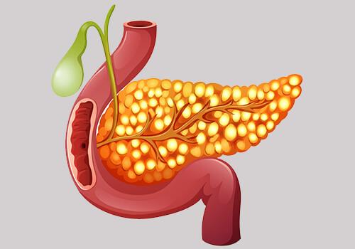 1) Pankreas, sindirim sistemi içinde yer ⁣alan ve hormon üreten bir organdır