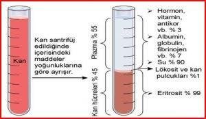 1) Üre serum plazması, böbrek fonksiyonları hakkında bilgi veren ‍önemli bir biyokimyasal parametredir