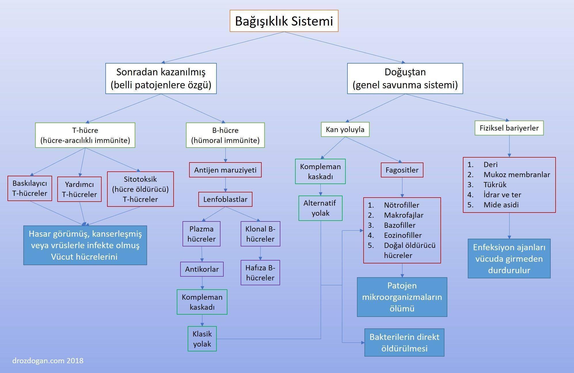 5) Bağışıklık sistemini güçlendiren bileşenler içerir