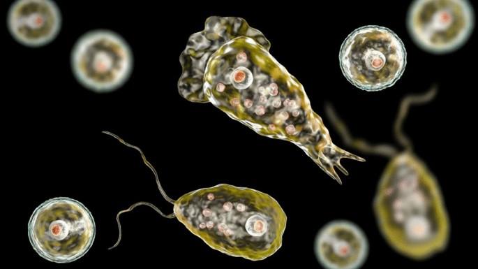 5) Naegleria fowlerinin neden ⁣olduğu hastalık: amebik meningoensefalit