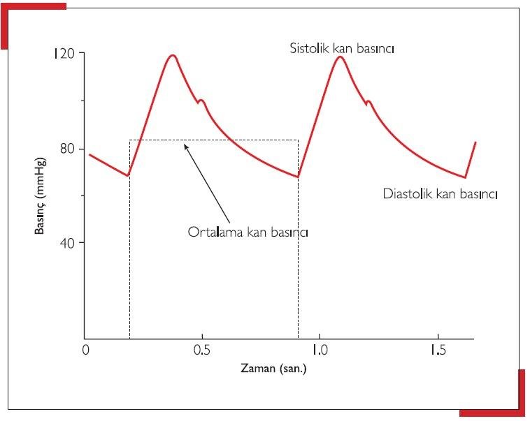 2) İki tür tansiyon ölçümü vardır: sistolik ve diastolik