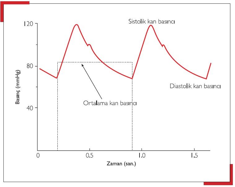 3) sistolik basınç, kalbin kasılarak kan pompaladığı sırada ‍ölçülen basınçtır