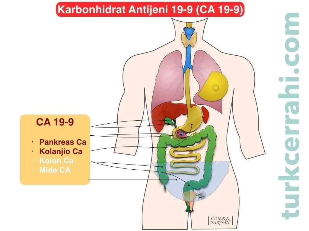 4) Normal CA 19-9⁣ seviyeleri nedir?