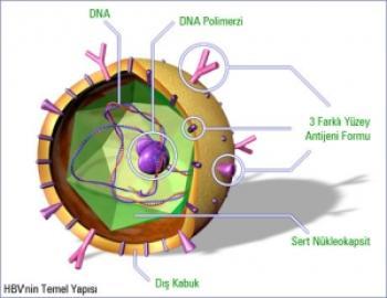 7) HBV, dünya genelinde önemli bir halk ‍sağlığı ⁤sorunudur