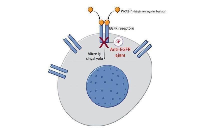 1) EGFR Nedir​ ve Neden Önemlidir?