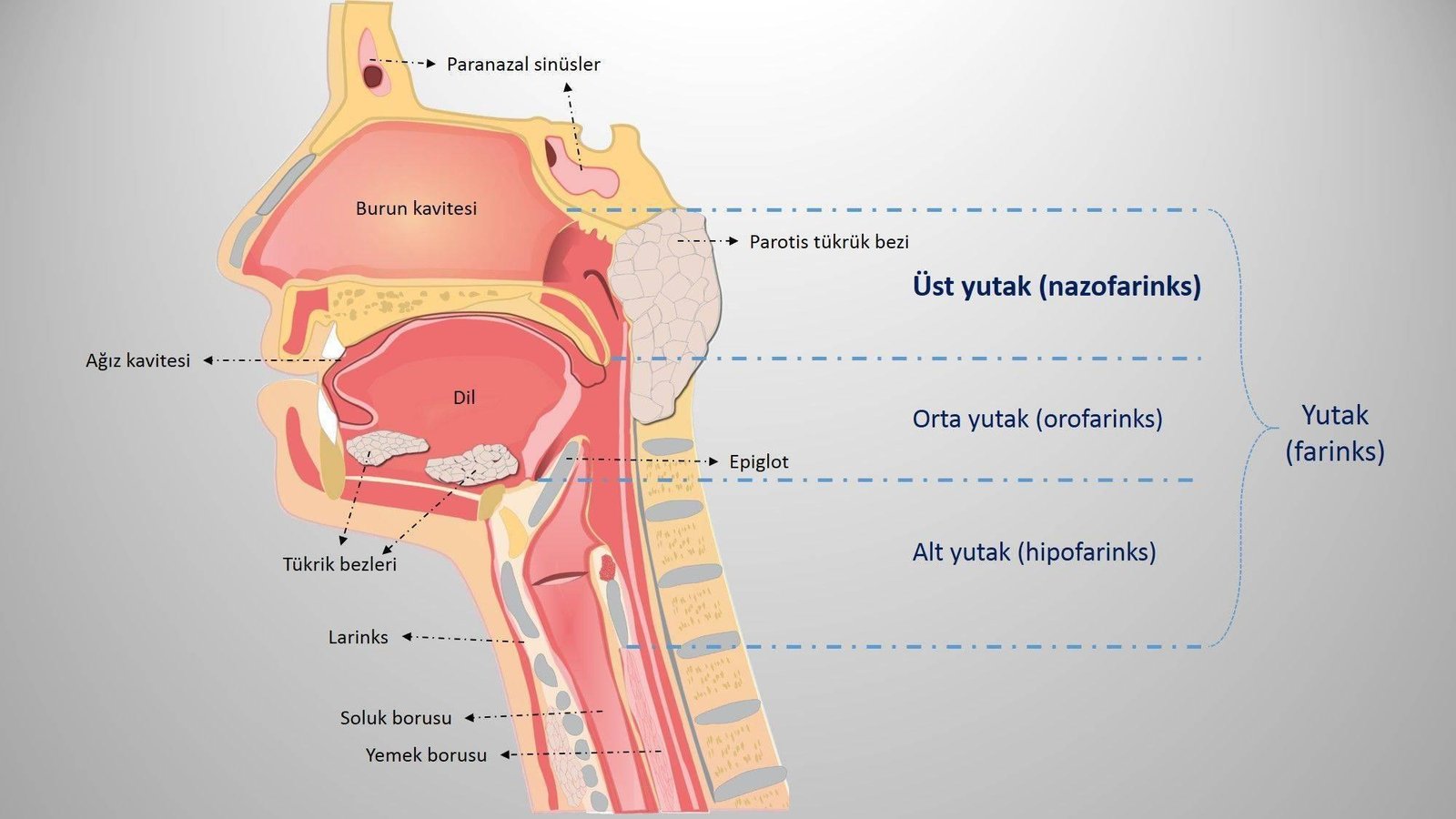 6)⁣ Nazofarenksin enfeksiyonlara açıklığı