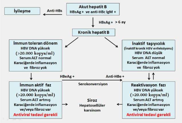 4)​ Kronik HBV enfeksiyonu siroz ve karaciğer ⁣kanseri riskini artırır