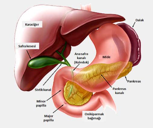 2) pankreasın Fonksiyonları: Sindirim enzimleri ve hormonları (insülin ve glukagon) üretir