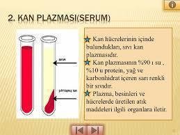 2) Normal üre serum plazması seviyeleri, karaciğer ve‍ böbrek sağlığını yansıtır