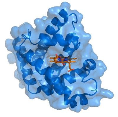 2) Mioglobin: ‌Kas dokusunda oksijen depolayan protein