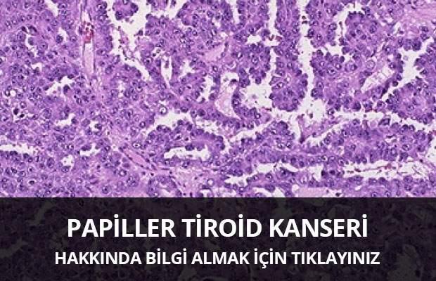 1) Folliküler Nedir? Tanım ve Temel bilgiler