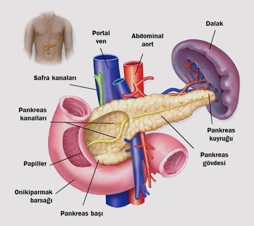 8) Pankreasın ​anatomisi: ⁢Pankreas,baş,gövde ⁣ve kuyruk olmak üzere üç bölümden oluşur