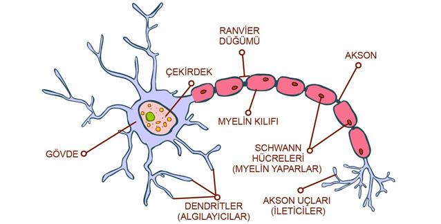 8) Nöronların Gelişimi ve Olgunlaşması