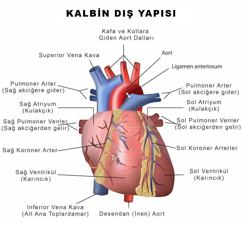 5) Kalp ⁤hastalıkları ile kreatin kinaz arasındaki​ ilişki