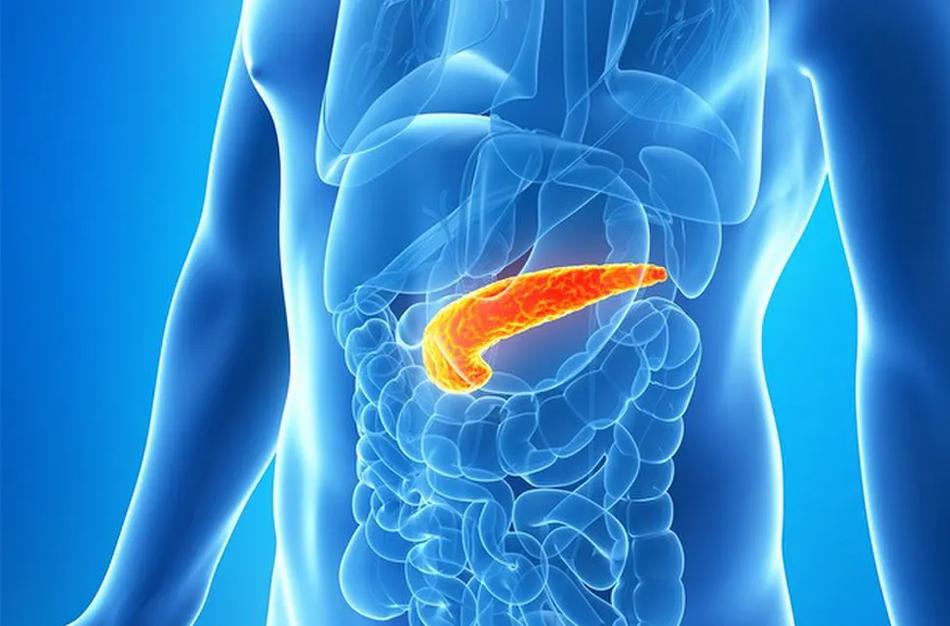 9) Pankreas, karaciğerle birlikte çalışarak metabolizmanın düzenlenmesine yardımcı olur