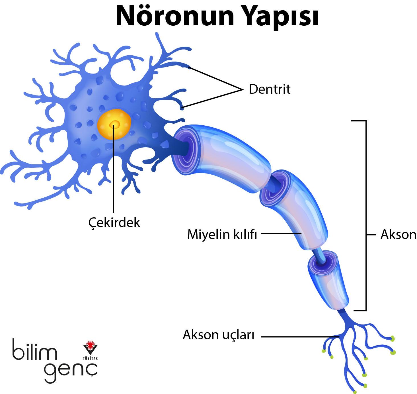 7) Nöronların Yenilenme Kapasitesi