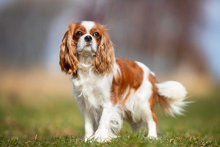 9) Cavalier King Charles Spaniel: Nazik ve sosyal bir süs⁣ köpeği