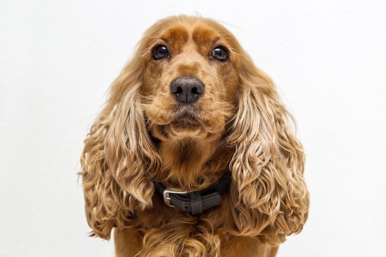 8) Cocker Spaniel: ⁢Zarif Görünüşü ve Dostça Tavırlarıyla