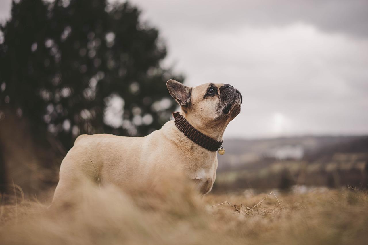 7) French Bulldog: Sevimli ⁢görünümüyle⁢ popüler olan ⁢arkadaş ‌canlısı‍ bir köpek