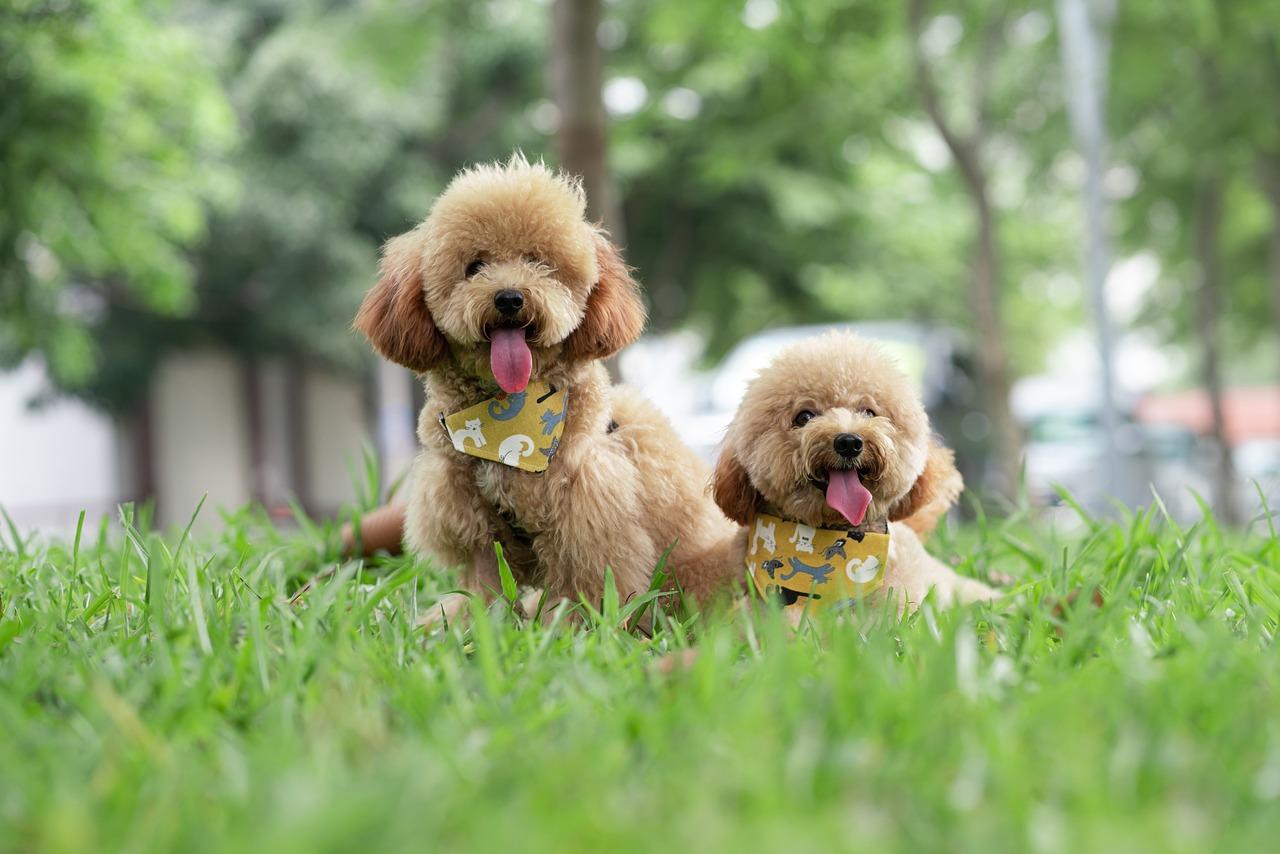 10) Toy Poodle: Zeki⁢ ve eğitilebilir‍ yapısıyla öne çıkan bir cins