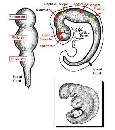 6) Avantajları: Biteral sistemlerin sağladığı faydalar