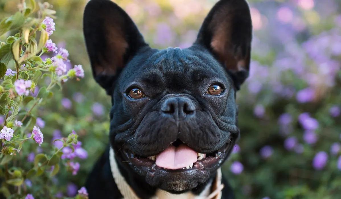 6) French Bulldog: Sevimli ⁤Kıvrımları ve Neşeli‍ Yapılarıyla