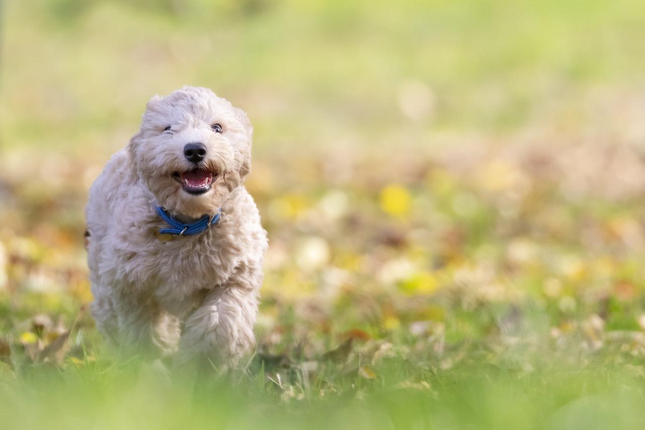 9) Bichon ⁤Frise: Neşesi ve Oynaklığı ile Bilinen Bir Cins