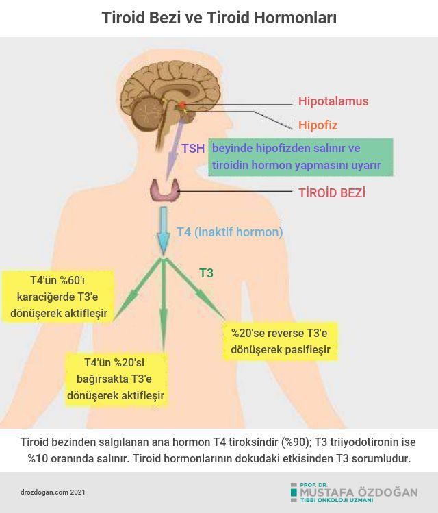 3) Tiroid Fonksiyonlarını İncelemek