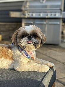 3) Shih Tzu: Sıcak Kanlı ve Sevgi Dolu Bir Yoldaş