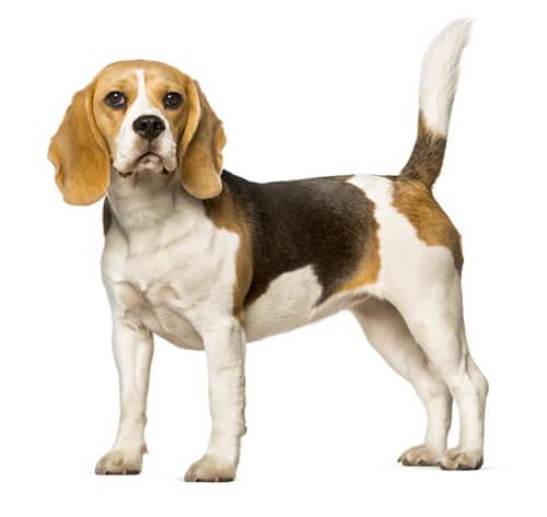 4)⁢ Beagle: ⁢Maceracı ve​ Sosyal Misafirperverler