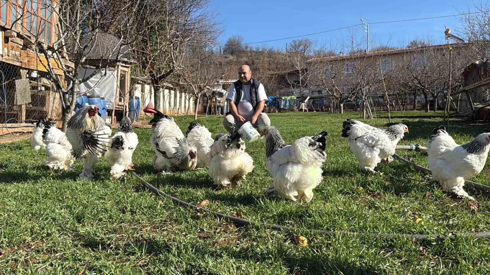 Tokat'ta Tavuk Yetiştiriciliği: Bir Tutku ve Hayal Gerçeğe Dönüşüyor