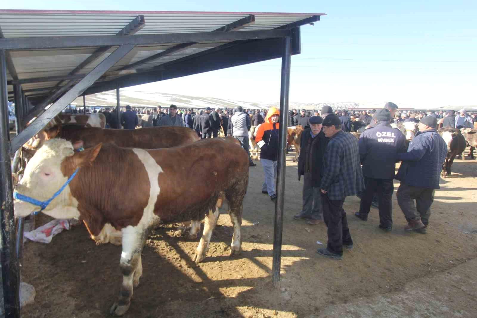 Bayburt'ta Şap Hastalığı Karantinası Sonlandı