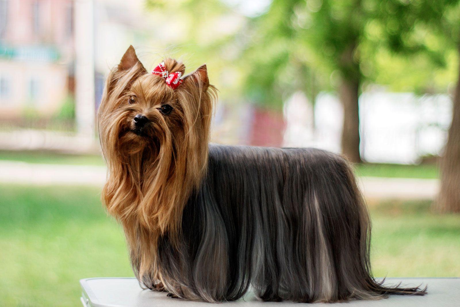 4) Yorkshire Terrier: ⁣Küçük boyutlu ama büyük‍ kişiliğe⁤ sahip bir ırk