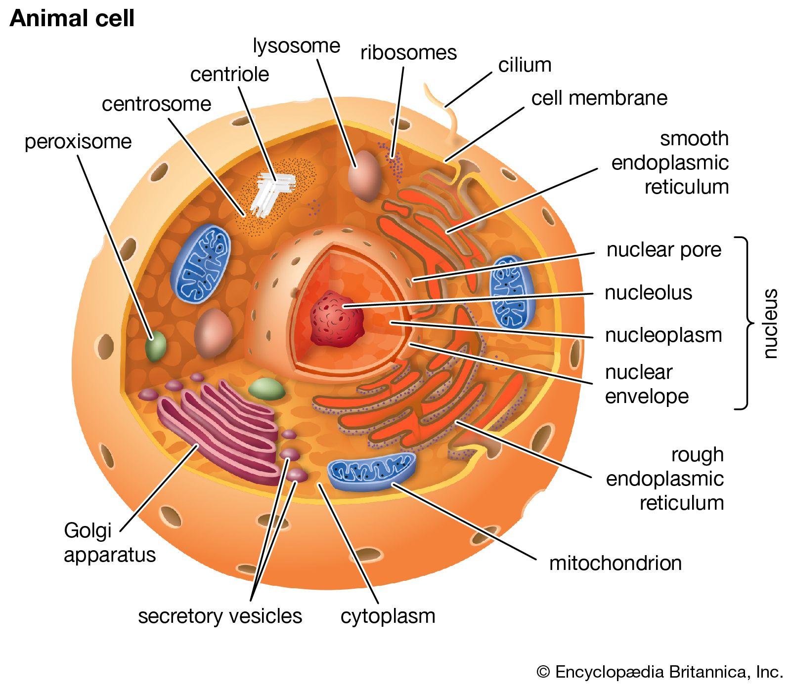 7)⁣ Cell: Gelişmiş dövüş yetenekleri ve absorbe etme yeteneği​ ile bilinir