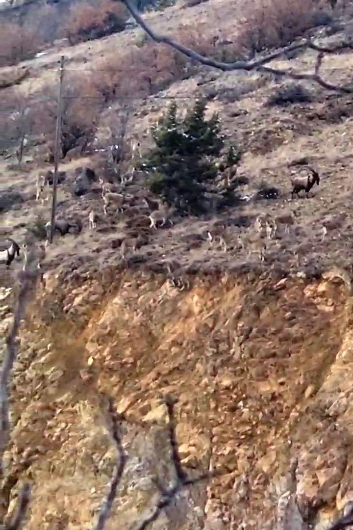 Gümüşhane'de Yaban Keçilerini Görmek İçin Gözlerinizi Dört Açın!