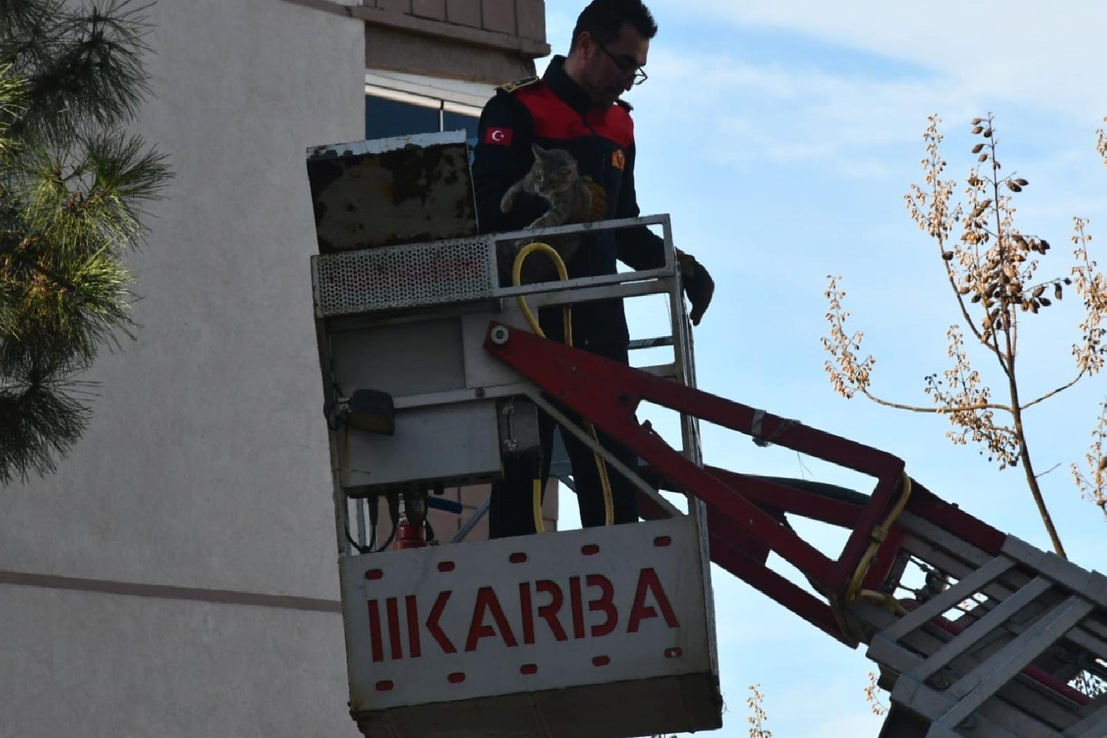 Kedinin Zorlu Süreci