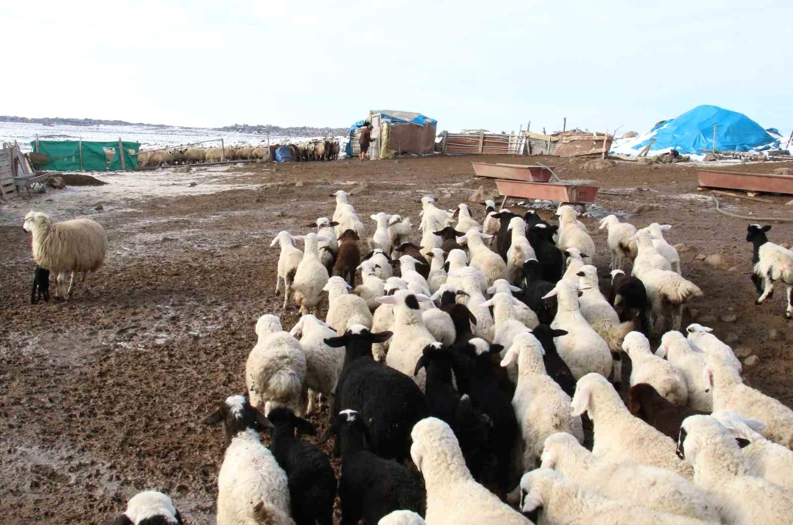 2024 Kuzu-Oğlak Destekleme İcmalleri Askıya Çıkarıldı