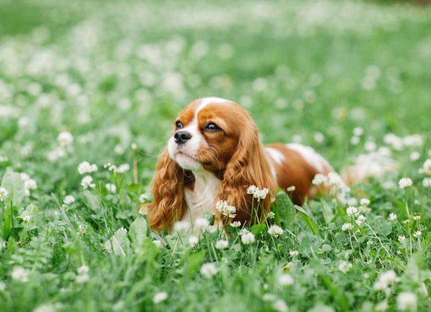 2) Cavalier King Charles‌ Spaniel: Nazik ve Dost Canlısı Bir Sevimli