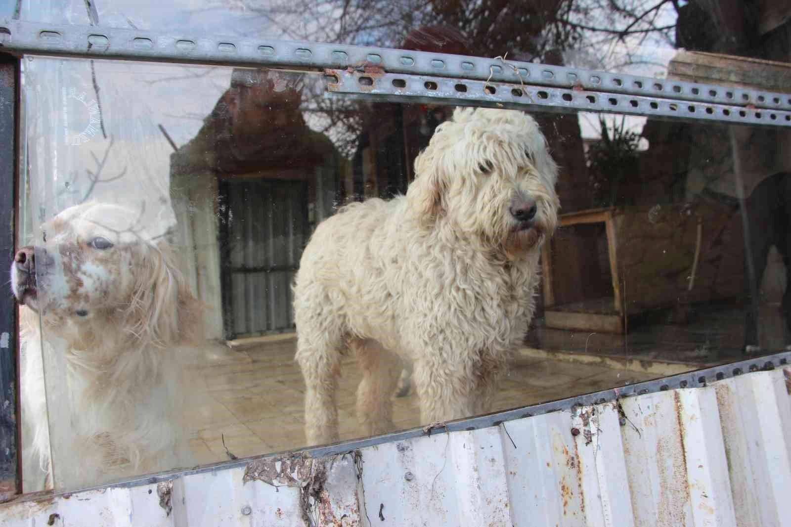 Barınak Hayali ve Gerçekleşen Hayatlar