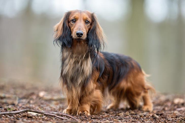 5) Dachshund: Eğlenceli ve‍ Aile Dostu Bir Breeder