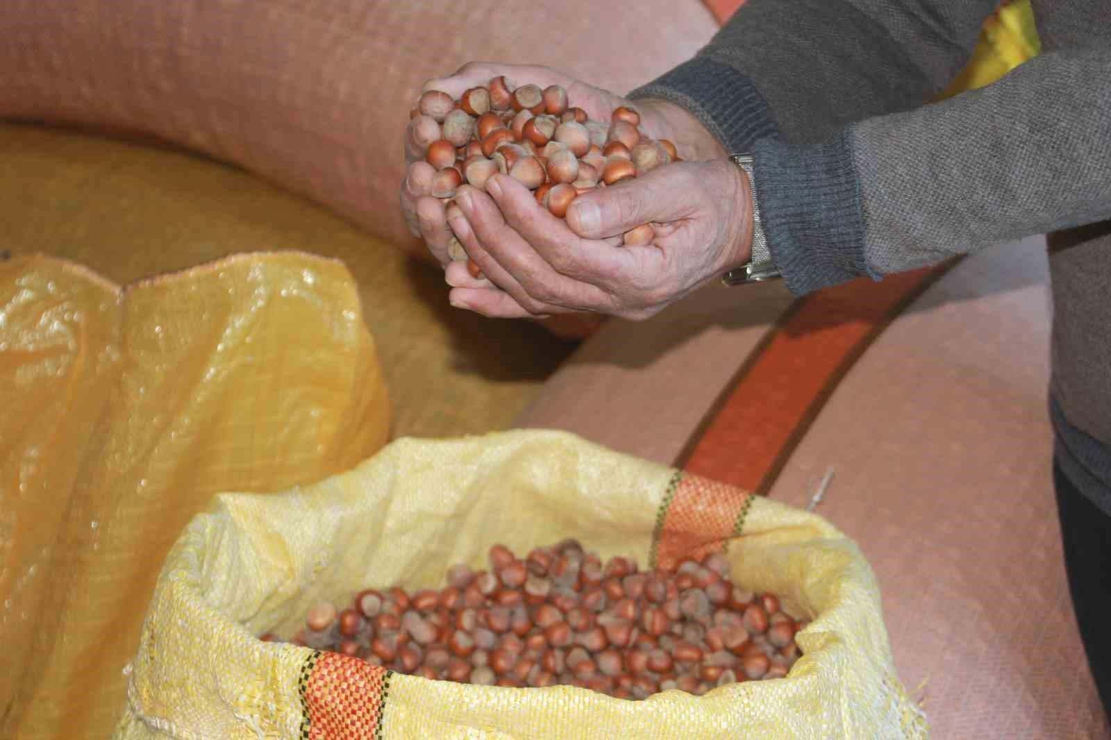 Fındık Üreticileri Beklemede: 100 Bin Ton Fındık Stokta