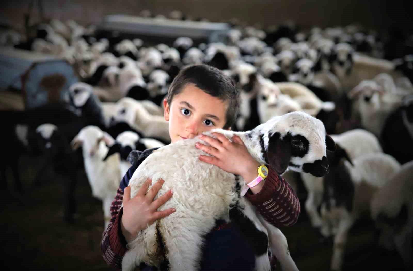 Kuzulama Dönemi ve Besicilerin Yaşadığı Telaş