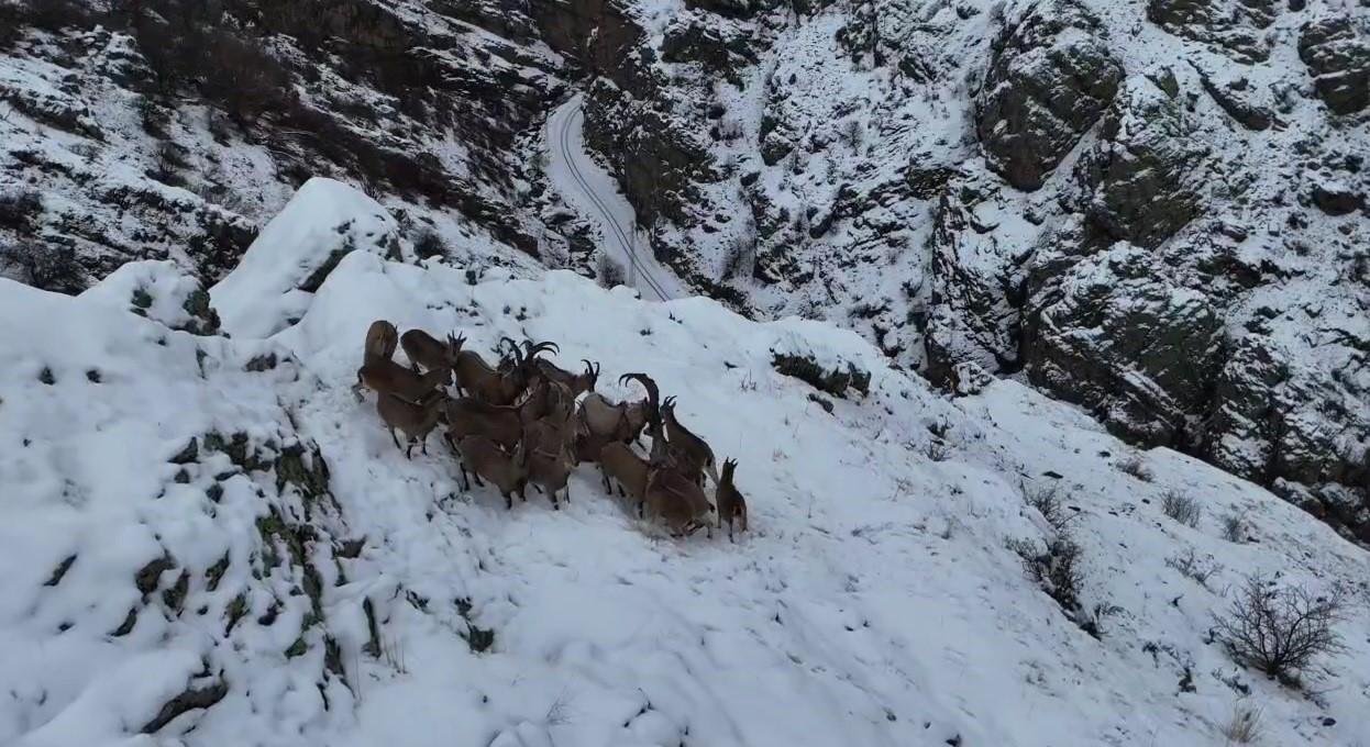 Doğanın Uzman Tırmanıcıları: Dağ Keçileri