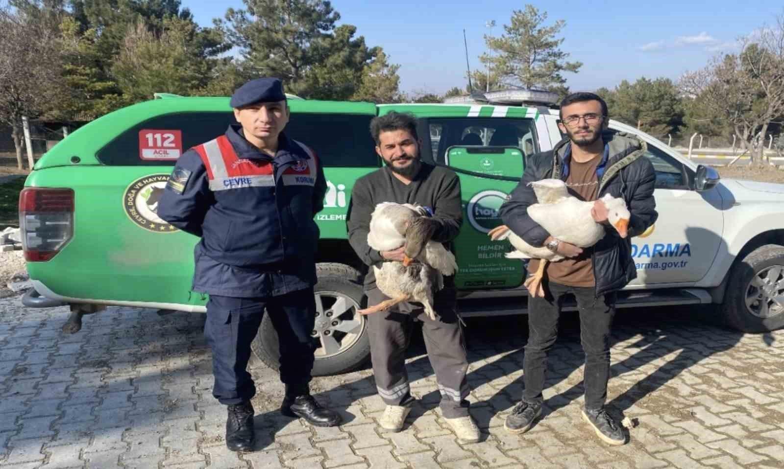 Çorum'da Kaz Dövüşü Skandalı: 7 Kişi Suçüstü Yakalandı