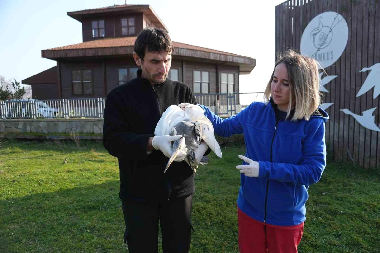 Samsun'da Yabani Hayvanların Tedavi Süreci