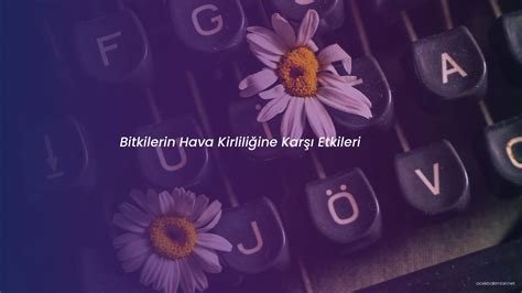 Bitkilerin Hava Kirliliğini Azaltmadaki Rolü