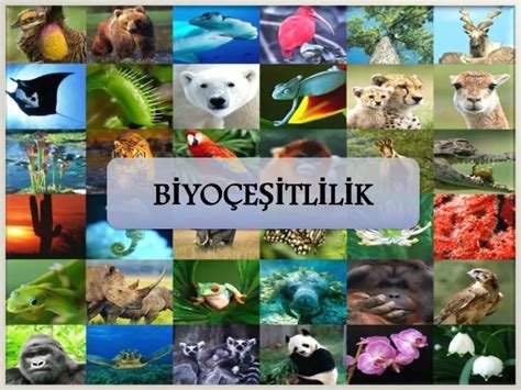 Biyoçeşitlilik: Ekosistem Dengesinin Korunması