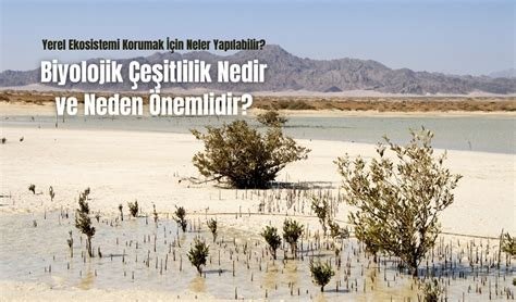 Biyolojik Çeşitliliği Korumak İçin Alınan Bireysel Adımlar