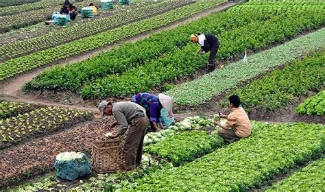 Kırsal Alanlarda Sürdürülebilir Tarım Uygulamaları